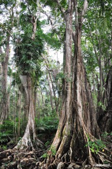Bild på Kstenregenwald in Costa Rica
